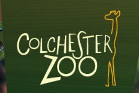 Colchester Zoo Half Price